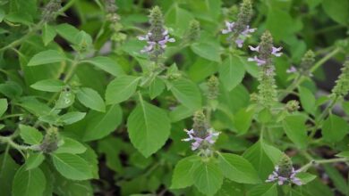 Photo of உண்மையில் துளசிக்கு இவ்வளவு சக்திகள் உண்டா!