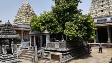 Photo of மனஅமைதி பெற காஞ்சி ஏகாம்பரநாதர் கோவில் தலவிருட்சம்!