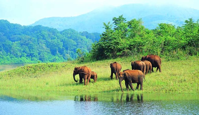 ஒரு நாள் ட்ரிப் கேரளாவிற்குப் ப்ளான் பண்றீங்களா? தேக்கடிக்கு ஒரு விசிட் அடிங்க!